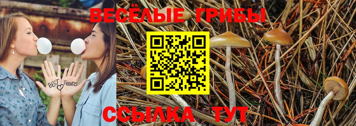 Галлюциногенные грибы Cubensis Гагарин